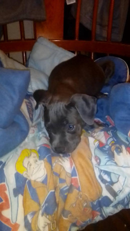 8-week-blue-boy-pitbull-big-1