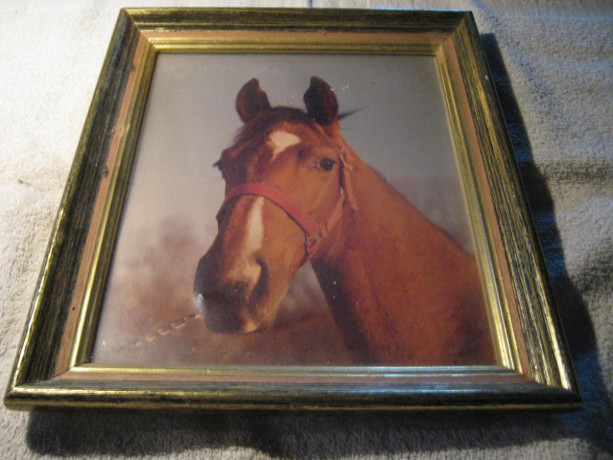 palomino-in-a-custom-size-wood-frame-big-0