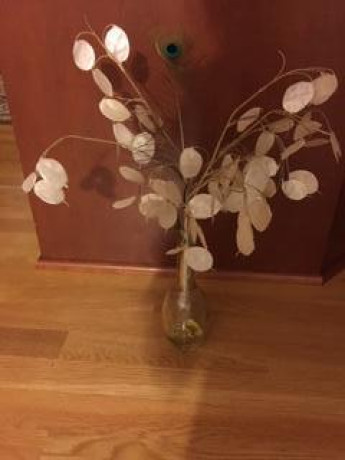 silver-dollarmoney-plant-arrangement-big-0